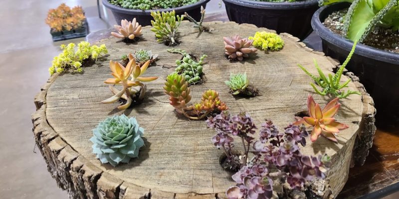 piece of a tree trunk with succulents growing out of it.